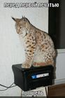 https://lolkot.ru/2012/01/22/pered-pervoy-pechatyu/