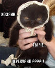 https://lolkot.ru/2010/01/28/perekuril/