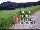 https://lolkot.ru/2014/07/05/pervaya-svezhest/