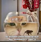 https://lolkot.ru/2025/04/12/pervosortnaya-zelenyushka/