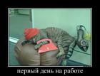 https://lolkot.ru/2013/01/14/pervyy-den-na-rabote/