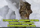 https://lolkot.ru/2017/06/21/pesnya-korotkaya-tragicheskaya/