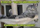 https://lolkot.ru/2016/06/01/pischevaya-amneziya/