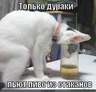 https://lolkot.ru/2012/02/21/pivo-iz-stakanov/