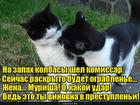 https://lolkot.ru/2016/04/16/po-goryachim-sledam/