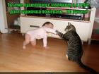 https://lolkot.ru/2015/07/31/po-rukam/