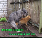 https://lolkot.ru/2011/11/28/po-sobachi-vlyublen/