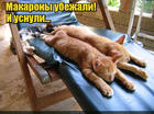 https://lolkot.ru/2016/06/21/pobeg-iz-kastryulshenka/