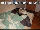 https://lolkot.ru/2011/03/19/podkinuli-svinyu/