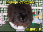 https://lolkot.ru/2012/06/10/podogreyu-sideniye-nedorogo/