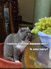 https://lolkot.ru/2025/02/03/podruchnyye-razvlekushki/
