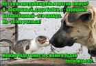 https://lolkot.ru/2016/02/11/podselenets/