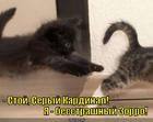 https://lolkot.ru/2015/08/28/pogonya/