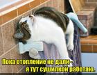 https://lolkot.ru/2016/10/08/poka-otopleniye-ne-dali-ya-tut-sushilkoy-rabotayu/