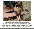 https://lolkot.ru/2024/06/16/poleznaya-pramudrost/