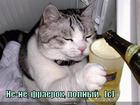 https://lolkot.ru/2011/05/02/polnyy/