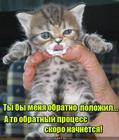 https://lolkot.ru/2016/11/24/polozhi-gde-vzyal-2/