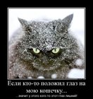 https://lolkot.ru/2012/01/06/polozhil-glaz/