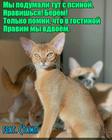 https://lolkot.ru/2024/11/30/polozhitelnyye-smotriny/