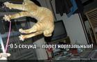https://lolkot.ru/2010/07/15/polyot-normalnyy/
