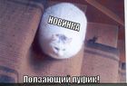 https://lolkot.ru/2011/01/29/polzayuschiy-pufik/