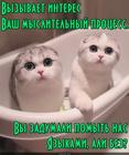 https://lolkot.ru/2024/10/18/pomyvochnyy-protsess/