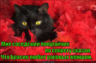 https://lolkot.ru/2015/05/15/popugaychik-byl-ne-mal/