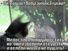 https://lolkot.ru/2011/02/24/popugaychika-gukni/