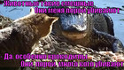 https://lolkot.ru/2012/04/02/poroy-ubivayut/