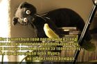https://lolkot.ru/2011/01/15/posledniy-vzglyad/