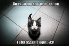 https://lolkot.ru/2012/06/17/posmotri-v-tapok/