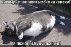 https://lolkot.ru/2011/01/26/postavit-na-koleni/