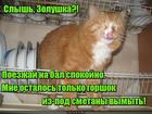 https://lolkot.ru/2017/03/24/posudomoyechnaya-koshinka/
