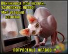 https://lolkot.ru/2013/08/15/potryasene-nravov/