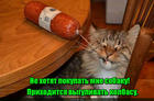 https://lolkot.ru/2016/07/01/poydu-v-miske-vygulyayu/