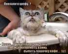 https://lolkot.ru/2011/10/14/poyehali-k-shefu/