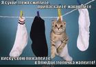 https://lolkot.ru/2012/10/23/pozhaleyte/