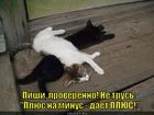 https://lolkot.ru/2015/06/13/pozitivnyy-plyusik/