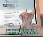 https://lolkot.ru/2014/11/27/poznakomlyus-s-britym-kotom/