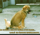 https://lolkot.ru/2011/11/07/pozovite-schenka/
