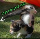 https://lolkot.ru/2012/01/16/priklyucheniya-tam/