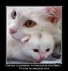 https://lolkot.ru/2012/12/30/pro-lyubov/