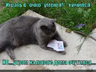 https://lolkot.ru/2014/11/27/proigryvay-s-dostoinstvom/