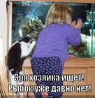 https://lolkot.ru/2015/09/13/propali-rybki/