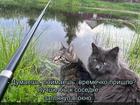 https://lolkot.ru/2024/09/17/prosrochennyy-rybak/