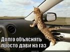https://lolkot.ru/2012/11/30/prosto-davi-na-gaz/