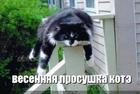 https://lolkot.ru/2010/12/07/prosushka-kote/