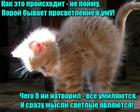 https://lolkot.ru/2017/02/27/prosvetlennyy/