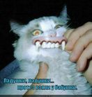 https://lolkot.ru/2011/12/14/protez-vzyali-u-babushki/
