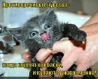 https://lolkot.ru/2015/05/08/protivorechivyye-chuvstva/